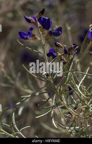 SCHOTT Dalea oder Indigo Bush, Psorothamnus Schottii in Blüte in der Sonoran Desert, Kalifornien. Stockfoto