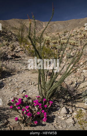 Beavertail Kaktus, Opuntia Basilaris in Blüte in der Anza-Borrego Desert State Park, Sonora-Wüste in Kalifornien.