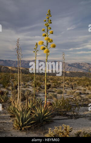 Agave, Agave Bodendegradierung in Blüte in der kalifornischen Wüste Wüste. Anza-Borrego Desert State Park, Sonora-Wüste in Kalifornien. Stockfoto