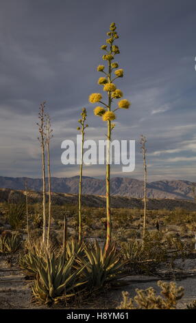 Agave, Agave Bodendegradierung in Blüte in der kalifornischen Wüste Wüste. Anza-Borrego Desert State Park, Sonora-Wüste in Kalifornien. Stockfoto