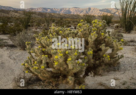 Gander Cholla, Cylindropuntia Ganderi in Blüte, Anza-Borrego State Park, Kalifornien. Stockfoto