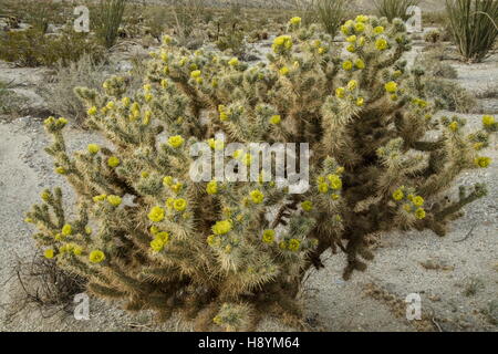 Gander Cholla, Cylindropuntia Ganderi in Blüte, Anza-Borrego State Park, Kalifornien. Stockfoto