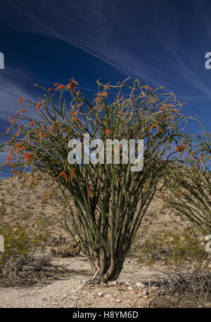 Ocotillo, Fouquieria Splendens, Blüte in der kalifornischen Wüste. Anza-Borrego Desert State Park, Sonora-Wüste in Kalifornien Stockfoto