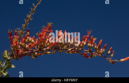 Ocotillo, Fouquieria Splendens, Blüte in der kalifornischen Wüste. Anza-Borrego Desert State Park, Sonora-Wüste in Kalifornien Stockfoto