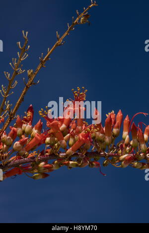Ocotillo, Fouquieria Splendens, Blüte in der kalifornischen Wüste. Anza-Borrego Desert State Park, Sonora-Wüste in Kalifornien Stockfoto
