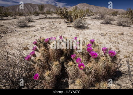 Engelmann Igel Kaktus, Echinocereus Engelmannii, blühen in der kalifornischen Wüste. Anza-Borrego Desert State Park, Stockfoto