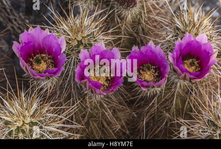 Engelmann Igel Kaktus, Echinocereus Engelmannii, blühen in der kalifornischen Wüste. Anza-Borrego Desert State Park, Sono Stockfoto