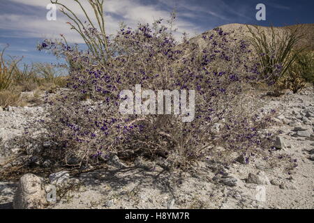 SCHOTT Dalea oder Indigo Bush, Psorothamnus Schottii in Blume im Anza-Borrego, die Sonoran Desert, Kalifornien. Stockfoto