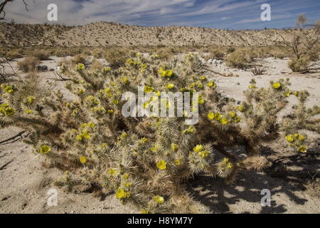 Gander Cholla, Cylindropuntia Ganderi in Blüte, Anza-Borrego State Park, Kalifornien. Stockfoto