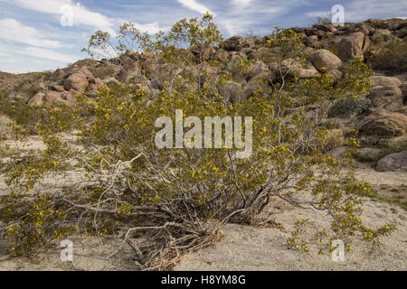 Kreosotbusch, Larrea Tridentata in Blüte in der kalifornischen Wüste. Anza-Borrego Desert State Park, Sonora-Wüste in Kalifornien Stockfoto