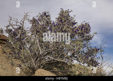 SCHOTT Dalea oder Indigo Bush, Psorothamnus Schottii in Blume im Anza-Borrego, die Sonoran Desert, Kalifornien. Stockfoto