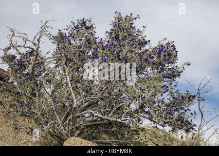 SCHOTT Dalea oder Indigo Bush, Psorothamnus Schottii in Blume im Anza-Borrego, die Sonoran Desert, Kalifornien. Stockfoto