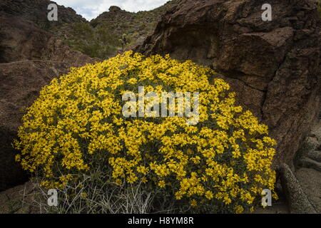 Brittlebush, Encelia Farinosa, blühen in der kalifornischen Wüste. Anza-Borrego Desert State Park, Sonora-Wüste in Kalifornien. Stockfoto