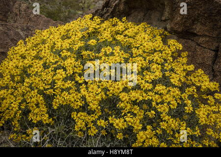 Brittlebush, Encelia Farinosa, blühen in der kalifornischen Wüste. Anza-Borrego Desert State Park, Sonora-Wüste in Kalifornien. Stockfoto