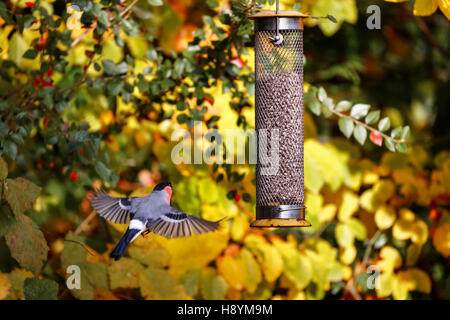 Männliche eurasischen Gimpel (Pyrrhula Pyrrhula) Fütterung auf Sonnenblumen Herzen von Vogelhäuschen in Südost-England Garten in spät Stockfoto