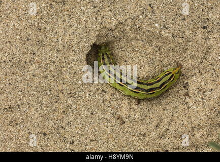 Weiß gesäumten Sphinx stark Lineata Raupe, graben die Verpuppung Graben im Sand, Kalifornische Wüste. Stockfoto