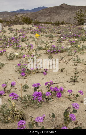 Blumig-Sanddünen mit Sand Eisenkraut, Abronia Villosa und Dune Nachtkerzenöl in der Blume in Anza-Borrego, Sonora-Wüste, Calif Stockfoto