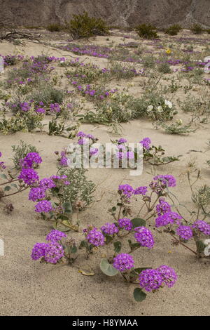 Blumig-Sanddünen mit Sand Eisenkraut, Abronia Villosa und Dune Nachtkerzenöl in der Blume in Anza-Borrego, Sonora-Wüste, Calif Stockfoto