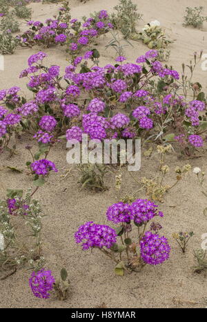 Sand-Eisenkraut, Abronia Villosa Blume in Anza-Borrego, Sonora-Wüste, California. Stockfoto