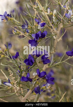 SCHOTT Dalea oder Indigo Bush, Psorothamnus Schottii in Blume im Anza-Borrego, die Sonoran Desert, Kalifornien. Stockfoto