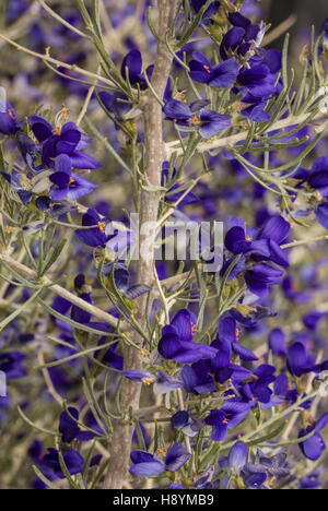 SCHOTT Dalea oder Indigo Bush, Psorothamnus Schottii in Blume im Anza-Borrego, die Sonoran Desert, Kalifornien. Stockfoto