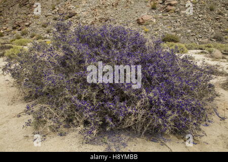 SCHOTT Dalea oder Indigo Bush, Psorothamnus Schottii in Blume im Anza-Borrego, die Sonoran Desert, Kalifornien. Stockfoto