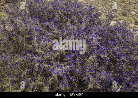 SCHOTT Dalea oder Indigo Bush, Psorothamnus Schottii in Blume im Anza-Borrego, die Sonoran Desert, Kalifornien. Stockfoto