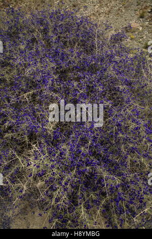 SCHOTT Dalea oder Indigo Bush, Psorothamnus Schottii in Blume im Anza-Borrego, die Sonoran Desert, Kalifornien. Stockfoto