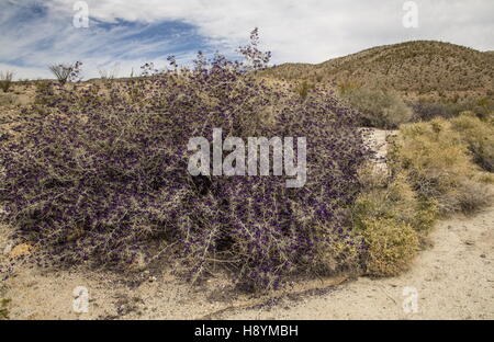 SCHOTT Dalea oder Indigo Bush, Psorothamnus Schottii in Blume im Anza-Borrego, die Sonoran Desert, Kalifornien. Stockfoto