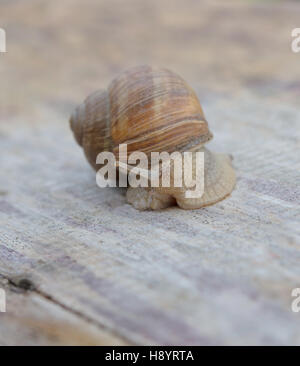 Helix Pomatia, gemeinsamen Namen, Burgunder Schnecken, römische Schnecke, essbare Schnecken oder Schnecken Stockfoto