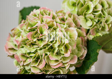 Grüne Hortensie blühenden, florale Natur Hintergrund, outdoor, banner Stockfoto