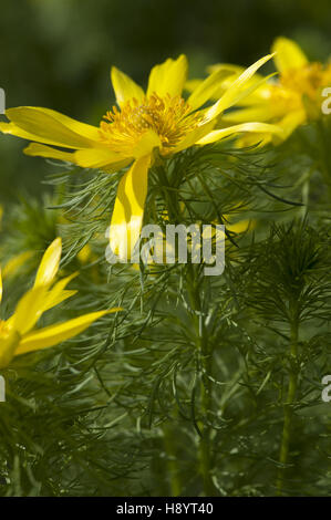 Fasan Auge, Adonis vernalis Stockfoto