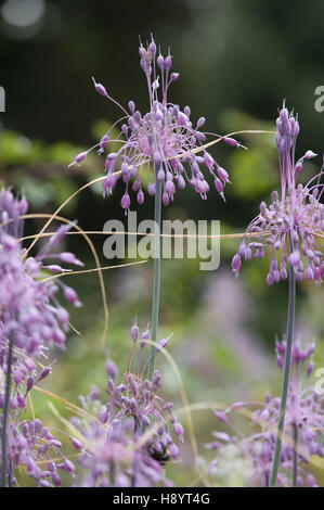 gekielte Knoblauch, Allium carinatum Stockfoto