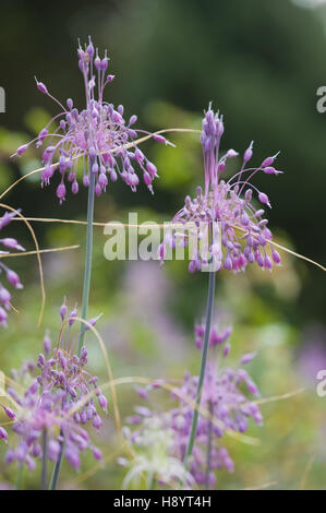 gekielte Knoblauch, Allium carinatum Stockfoto