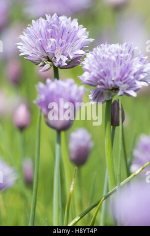 Schnittlauch, Allium schoenoprasum Stockfoto