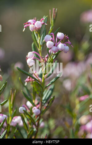 Moor-Rosmarin, Andromeda polifolia Stockfoto