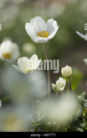 Schneeglöckchen Anemone, Anemone sylvestris Stockfoto