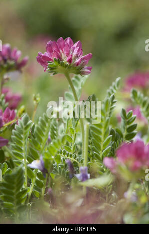 Berg Niere Wicke, Anthyllis montana Stockfoto