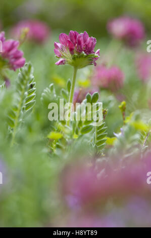 Berg Niere Wicke, Anthyllis montana Stockfoto