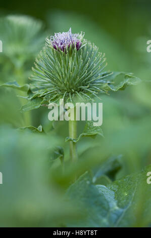 die große Klette, Arctium lappa Stockfoto