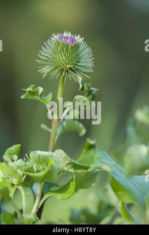 die große Klette, Arctium lappa Stockfoto