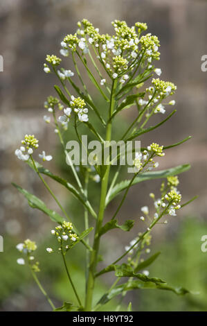 Meerrettich Armoracia rusticana Stockfoto