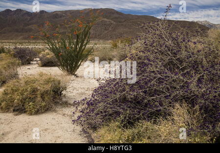 Die kalifornische Wüste in Blüte, mit Ocotillo, Indigo Bush Kreosotbusch etc. in Coyote Canyon, Anza-Borrego Desert State Park, Sonora-Wüste, Cali Stockfoto