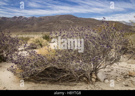 SCHOTT Dalea oder Indigo Bush, Psorothamnus Schottii in Blume im Anza-Borrego, die Sonoran Desert, Kalifornien. Stockfoto