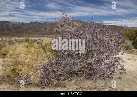 SCHOTT Dalea oder Indigo Bush, Psorothamnus Schottii in Blume im Anza-Borrego, die Sonoran Desert, Kalifornien. Stockfoto