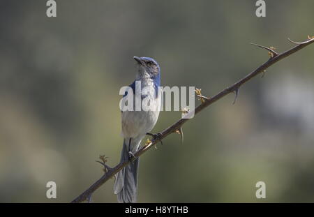 Western-Peeling Jay, Pacific Rennen; Aphelocoma Californica. Gelegen im Garten. Stockfoto