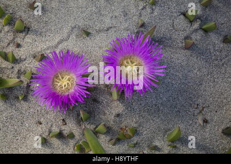 Hottentotten-Fig, eingebürgert Khoi Edulis auf Dünen in Kalifornien. Stockfoto