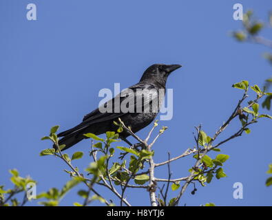 Amerikanische Krähe, Corvus Brachyrhynchos thront im Baum; Kalifornien. Stockfoto