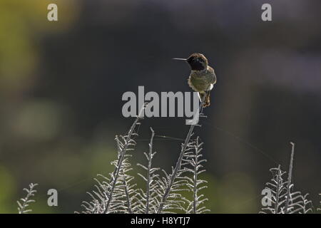 Kolibri Annas, Calypte Anna; Männlich, thront auf Bugloss Stiel, Bolinas, Kalifornien. Stockfoto