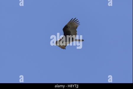 Türkei Geier, Cathartes Aura, während des Fluges. Stockfoto